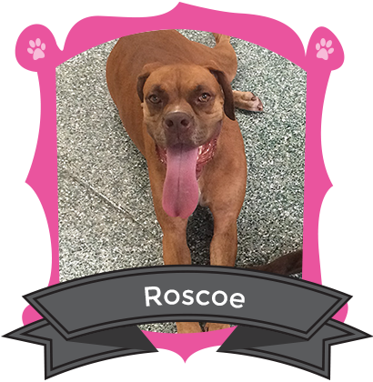 Our March Camper of the Month is Roscoe