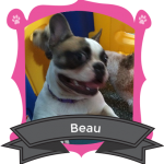 Our April Camper of the Month is Beau
