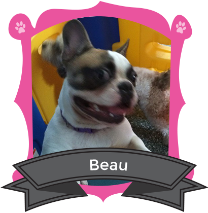 Our April Camper of the Month is Beau