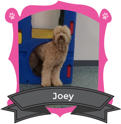 Our September Camper of the Month is Joey