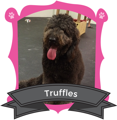 Our November Camper of the Month is Truffles
