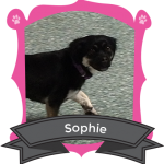 Our April Camper of the Month is Sophie