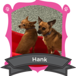 February Camper of the Month is Hank (with and Honorary Mention for Logan)