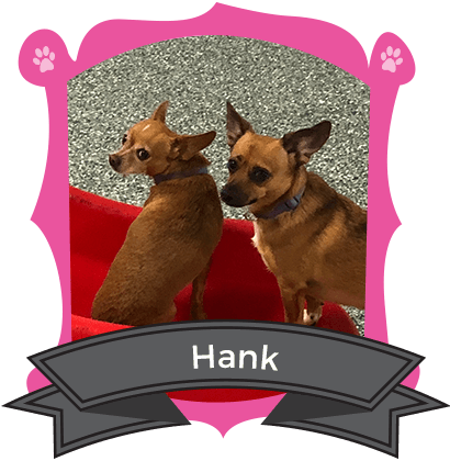 February Camper of the Month is Hank