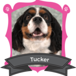 April Camper of the Month is Tucker
