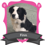 March Camper of the Month is Finn