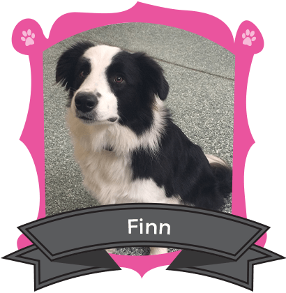 March Camper of the Month is Finn