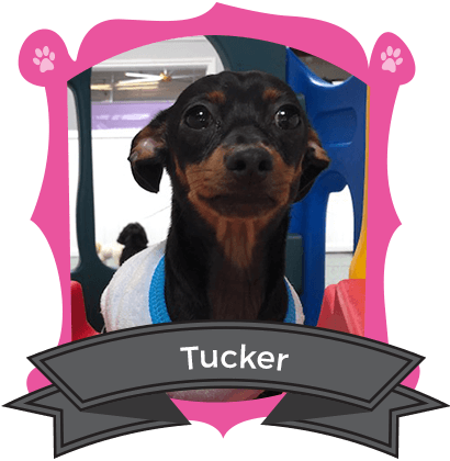 June Camper of the Month is Tucker