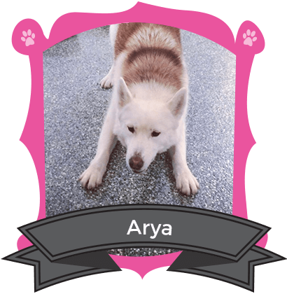 Big Dog September Camper of the Month is Arya
