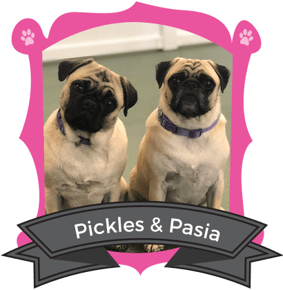 Small Dog September Camper of the Month are Pickles & Pasia