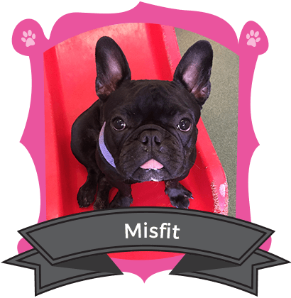 Small Dog November Camper of the Month is Misfit