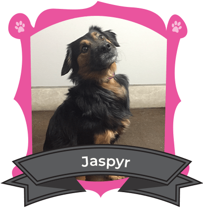 Small Dog February Camper of the Month is Jaspyr