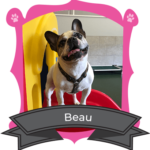 Small Dog March Camper of the Month is Beau