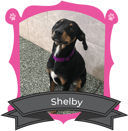 Big Dog May Camper of the Month is Shelby