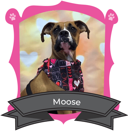 March Camper of The Month Is Moose