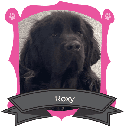 December Camper of The Month is Roxy