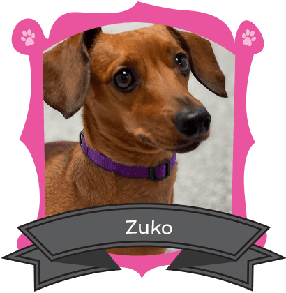 June’s Camper of the month is Zuko!