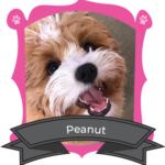 October Camper of The Month is Peanut