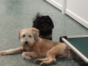 Best Friends