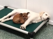 Best Friends