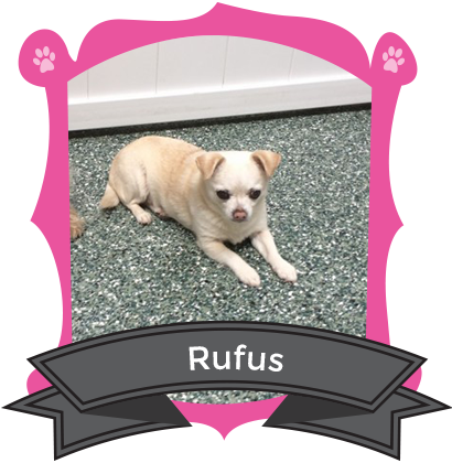 Our August Camper of the Month Rufus