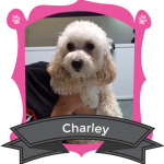 Our October Camper of the Month is Charley