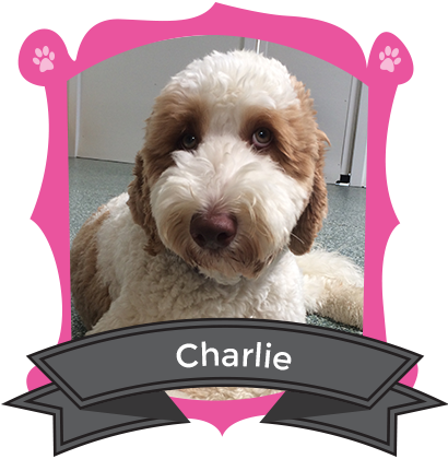 Our July Camper of the Month is Charlie