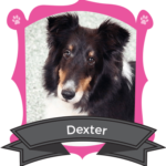 March Camper of the Month is Dexter