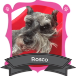 August Camper of the Month is Rosco
