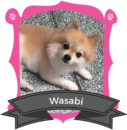 October Camper of the Month is Wasabi