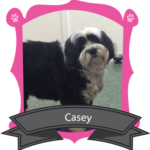 December Camper of the Month is Casey