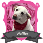 March Camper of the Month is Waffles