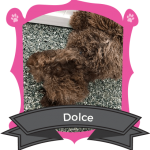 June Camper of the Month is Dolce