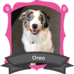 February Camper of the Month is Oreo
