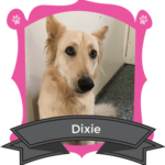 May Camper of the Month is Dixie