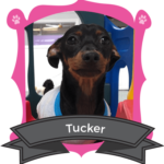 June Camper of the Month is Tucker