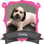 Small Dog July/August Camper of the Month is Greta