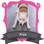 Big Dog September Camper of the Month is Arya