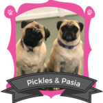 Small Dog September Campers of the Month are Pickles & Pasia