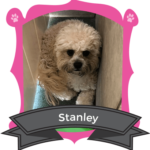 Small Dog October Camper of the Month is Stanley