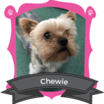 Small Dog December Camper of the Month is Chewie