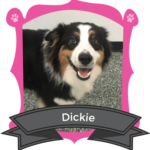 Big Dog December Camper of the Month is Dickie