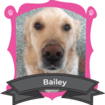 Big Dog February Camper of the Month is Bailey