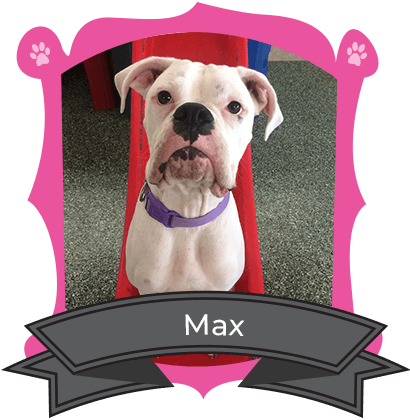 Big Dog March Camper of the Month is Max