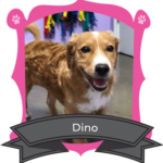 December Camper of The Month Is Dino