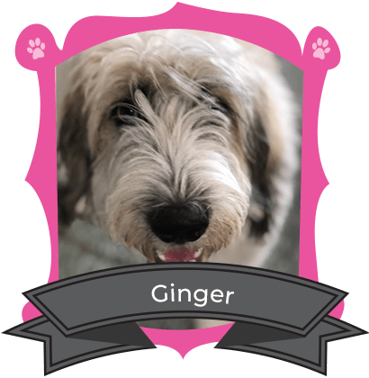 June Camper of The Month Is Ginger