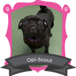 June Camper of the Month is Opi-Scout