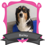 November Camper of the Month is Bailey