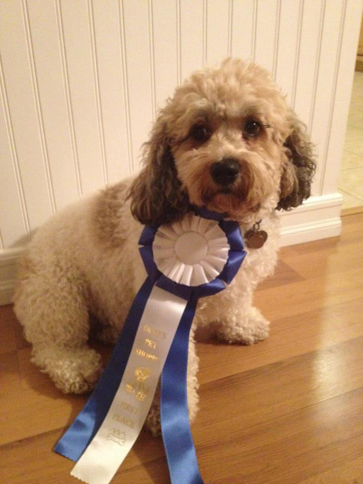 Maebh Canine Good Citizen Grad Pic