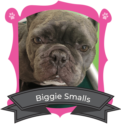 April Camper of the Month is Biggie Smalls!!